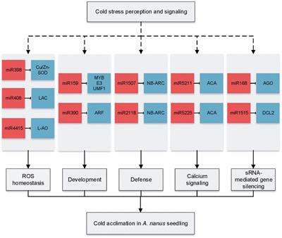 Small RNA Sequencing Revealed that miR4415, a Legume-Specific miRNA, was Involved in the Cold Acclimation of Ammopiptanthus nanus by Targeting an L-Ascorbate Oxidase Gene and Regulating the Redox State of Apoplast